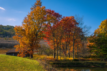 Colorful Fall trees next to a lake	