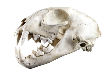 Fototapeta premium Widok boczny czaszki ryś rudy (Lynx lynx) na białym tle na białym tle. W pełni otwarte usta. Ostra izolacja za pomocą pióra.