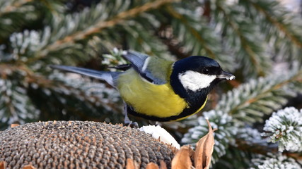 great tit and sunflower