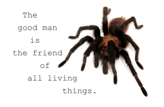 The good man is the friend of all living things - quote with an image of an Oklahoma Brown Tarantula