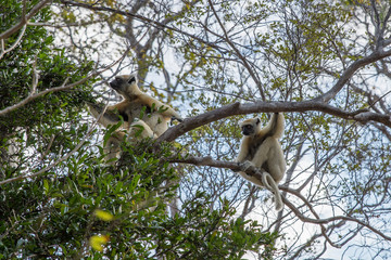 Lemures comiendo en Madagascar