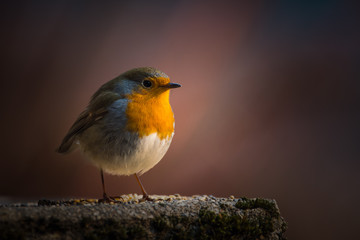 Rouge-gorge

