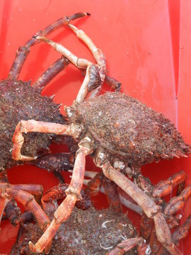 Animal  marin 
