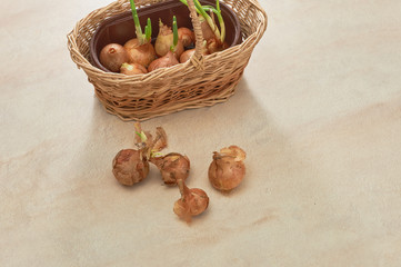 The onion with the green chive