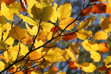 Herbst Baum mit bunten Blättern