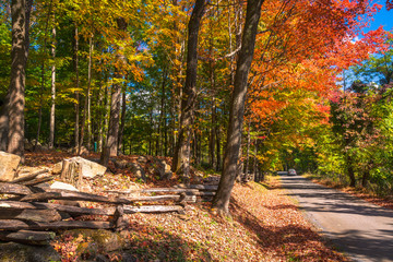 Fototapeta premium Country road surrounded in Fall foliage