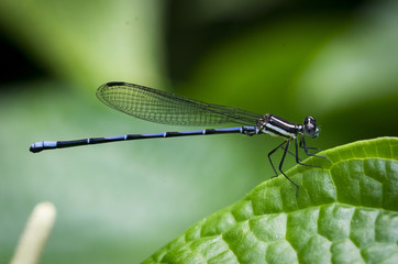  Libelle (Odonata)°°