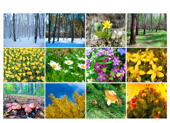 Naklejka premium blank with twelve colored images of nature for calendar