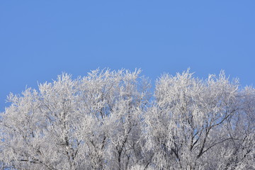 white frost against blue sky
