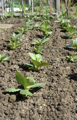 Broad beans