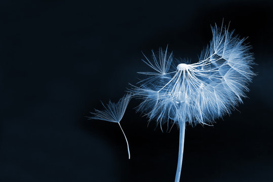 Fototapeta mniszek lekarski i jego latające nasiona na ciemnym niebieskim tle