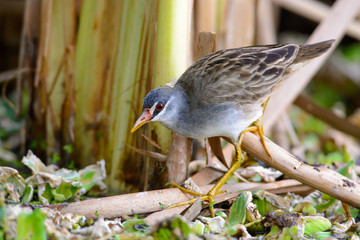 Aves,Beautiful bird,Crake,Nature,Ornithology,Pool,Porzana cinerea,Poultry,Rallidae,Thailand,Water bird,Wetland,animal,bird,brown bird,close up,colorful bird,lagoon,outdoor,pond,waterfowl,wildlife,prow
