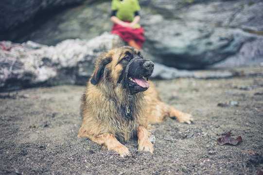 Leonberger dog on beach with owner