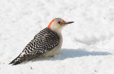 Female Red-bellied Woodpecker sitting on snow in winter sun