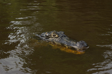 caiman on top of water