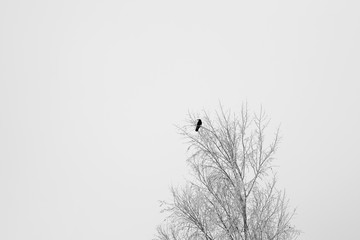 Black crow sitting on a tree branch at winter