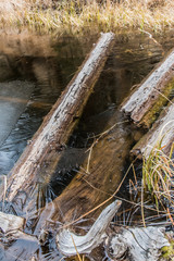Obraz premium Fallen logs in a frozen lake