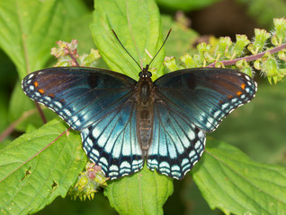Obraz premium Red-spotted Purple Admiral butterfly resting on a Painted Nettle leaf
