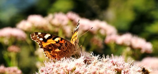 Schmetterling