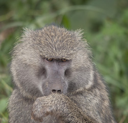 Closeup of Baboon