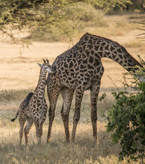 Naklejka na ściany i meble Mama Giraffe and Baby, Lake Manyara