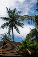Fototapeta na wymiar Dach einer Hütte unter Palmen