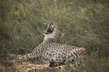 Yawning Cheetah