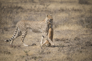 Cheetah and Gazelle Kill, Serengeti