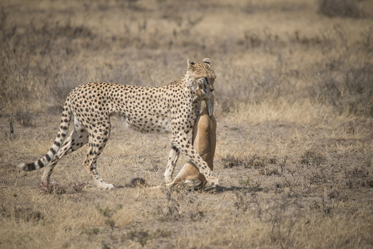 Cheetah And Gazelle Kill, Serengeti