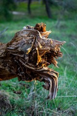 Close-up of a fallen tree