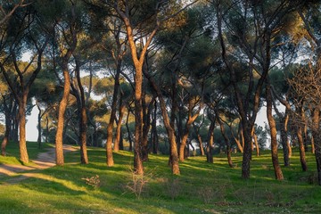 Trees in Dehesa de la Villa, Madrid