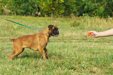 Young dog breed German boxer looks at a toy