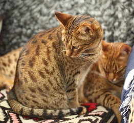 two kitties together on a chair