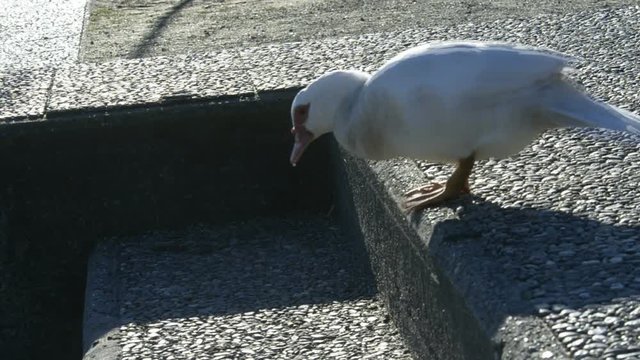 germani reali in cerca di cibo