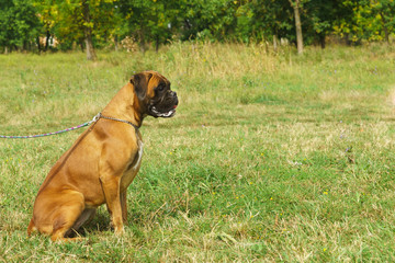 Young dog breed German boxer on a leash sitting on the grass