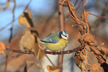Blue tit on a tree at winter