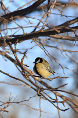 Great tit on a tree at winter