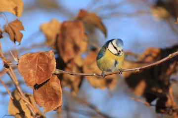 Blue tit on a tree at winter