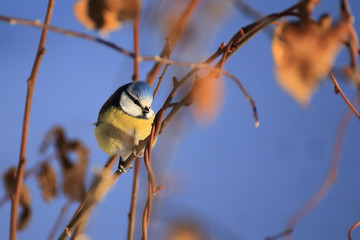 Blue tit on a tree at winter