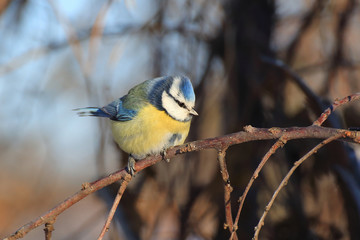 Blue tit on a tree at winter