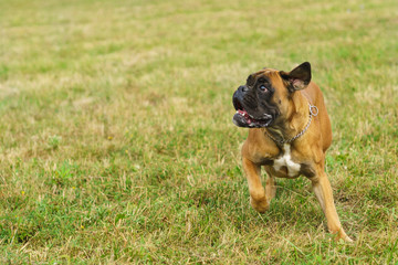 Young dog breed German boxer plays on the grass