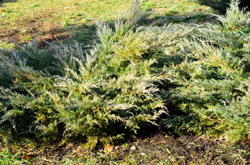 Thuja bushes in park
