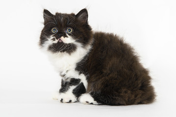 Black and white cat with long hair seated in a white background