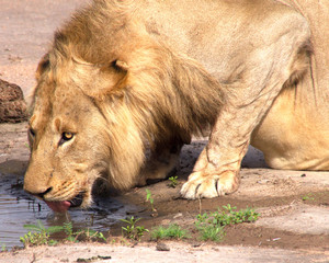 Male Lion Drinking from a waterhole in the Kruger National Park, South Africa