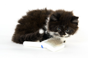 Black and white cat looking to a hair brush