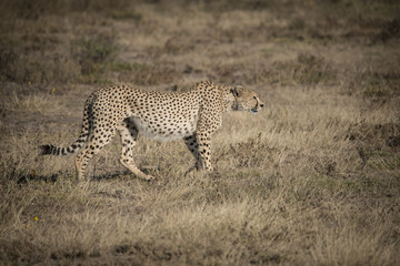 Walking Male Cheetah, Serengeti