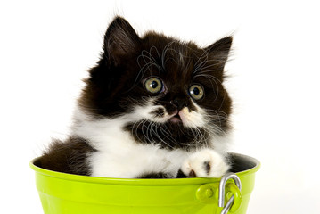 Face of a black and white cat in a green bucket