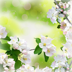 Apple blossom close-up. Spring background. Bokeh and bright ligh