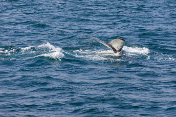 Fototapeta premium Whale watching. Humpback whale tail with selected focus. Husavik, Iceland.