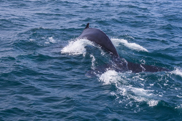 Obraz premium Whale watching. Humpback whale tail with selected focus. Husavik, Iceland.